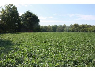 Property photo 1 - 130 Acres with 110 Acres Very Productive Land